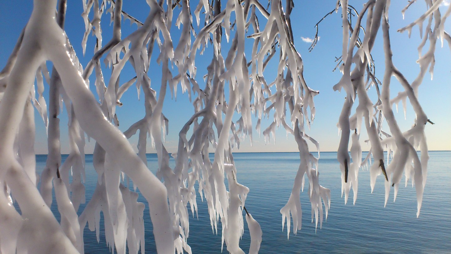 Branches encased in ice. Photo By. Allegra Jones