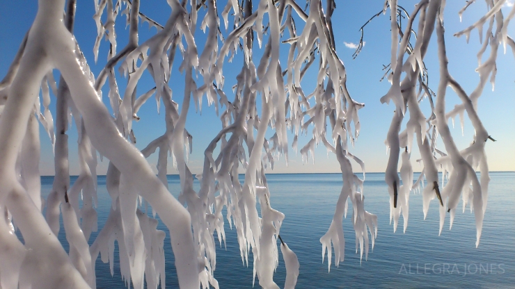 Branches encased in ice. Photo By: Allegra Jones