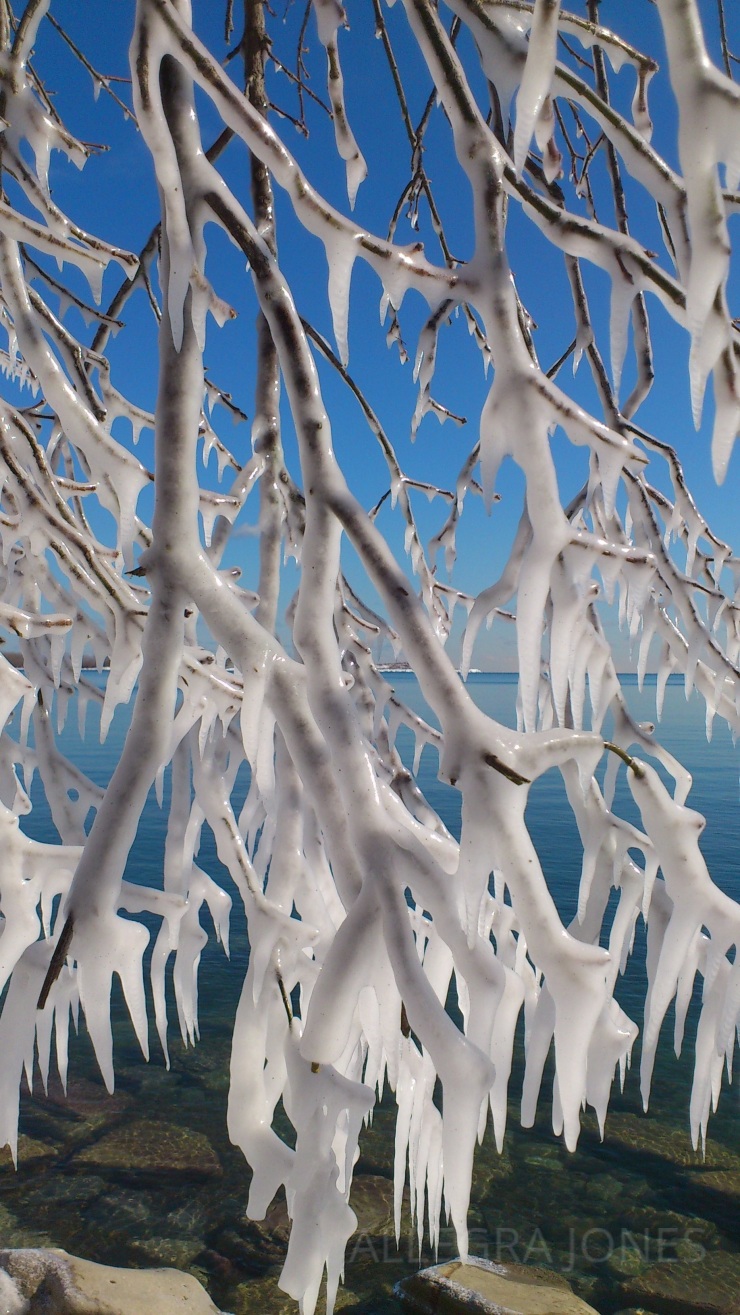 Branches encased in ice. Photo By: Allegra Jones